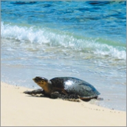 carib schildpad strand