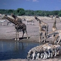 Namibi� en Zuidelijk Afrika met kinderen