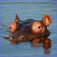 safari afrika reizen kinderen