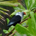 seyvogeldenisisland