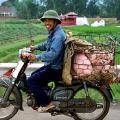 vietbrommer2