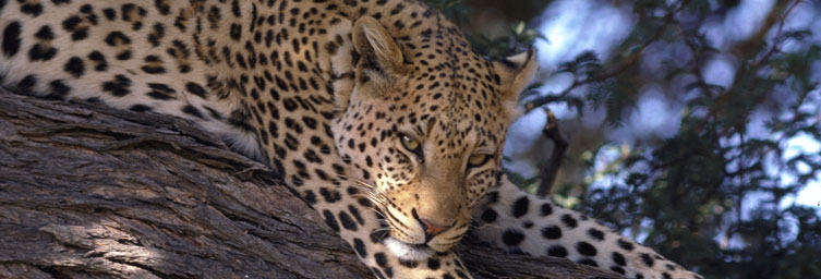 verre reizen kinderen