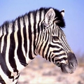 rondreizen kinderen safari afrika