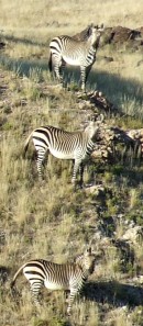 Berg zebras