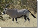 oryx