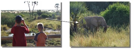 olifant