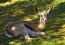 springbok bij zwembad