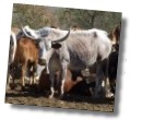 Stier