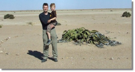 Welwitschia